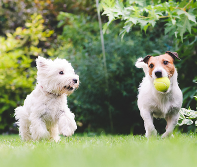 Bonding activities that every dog loves